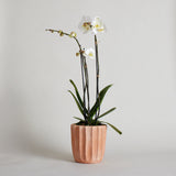 Fluted Planter