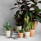 Whitewash Terracotta Studio Planter