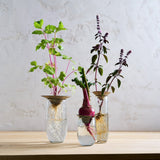 Floral Propogate Vase Set (Set of 3)