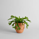Big Cuff Planter