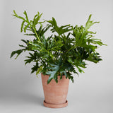 Terracotta Studio Planter, Whitewash